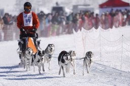 Lenk 2013